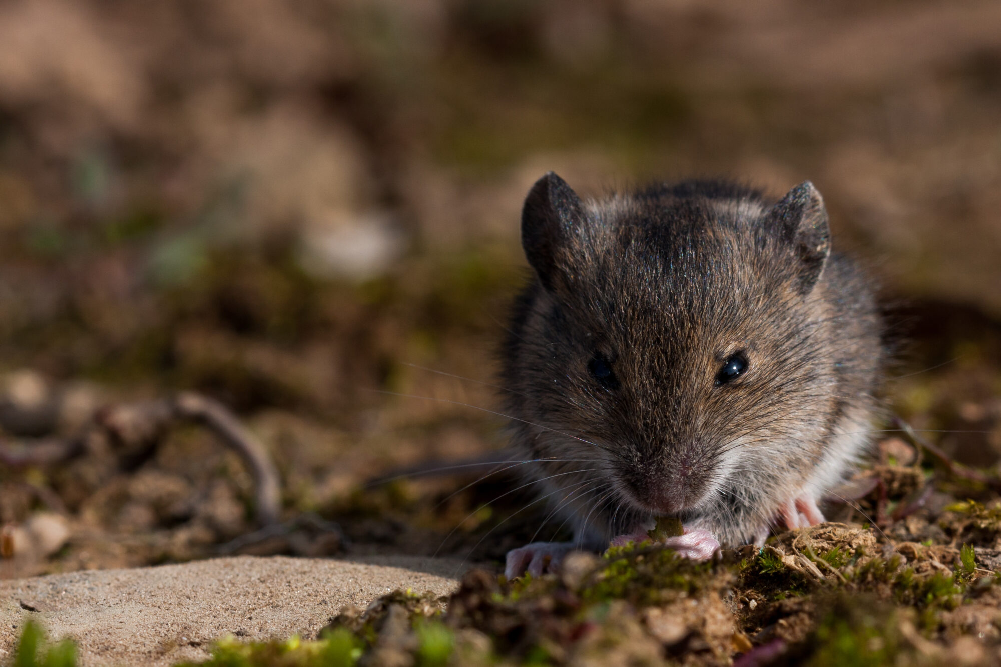 Arvicola dei boschi (Clethrionomys glareolus)