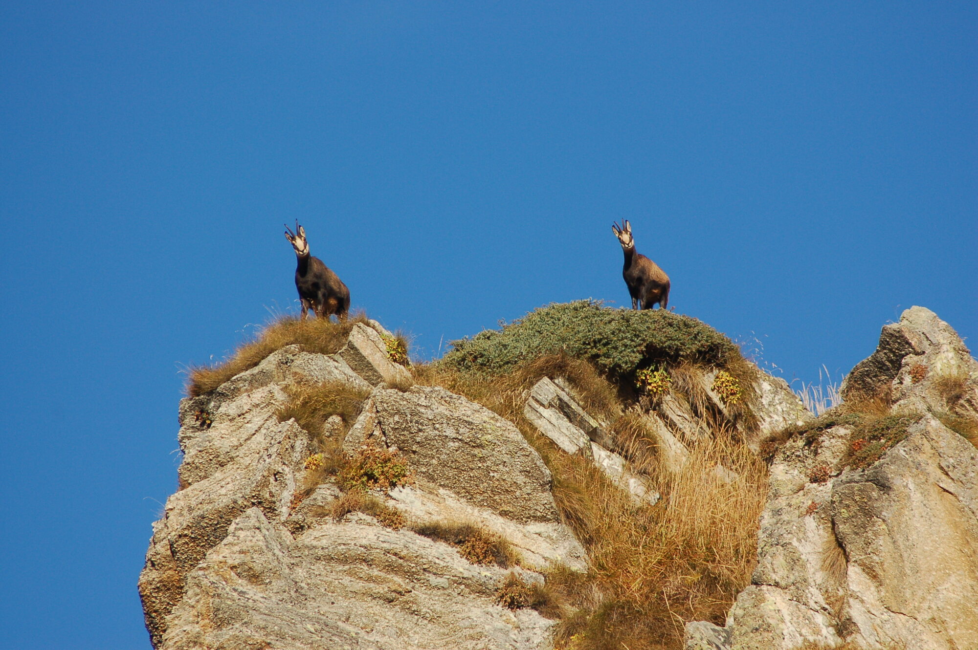 Camoscio alpino (Rupicapra rupicapra)