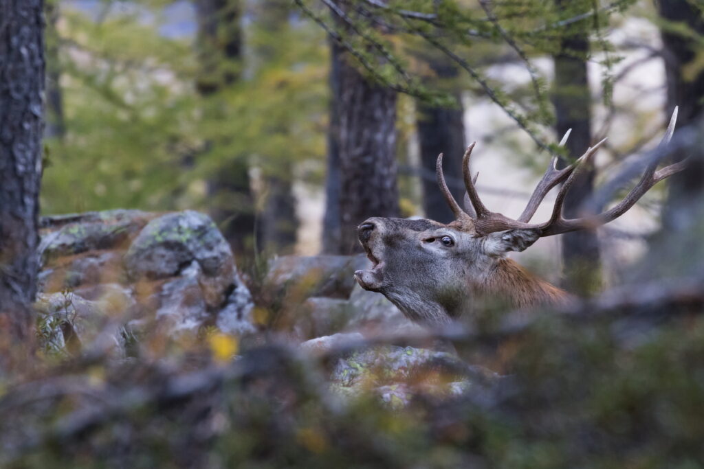 Cervo europeo (Cervus elaphus)