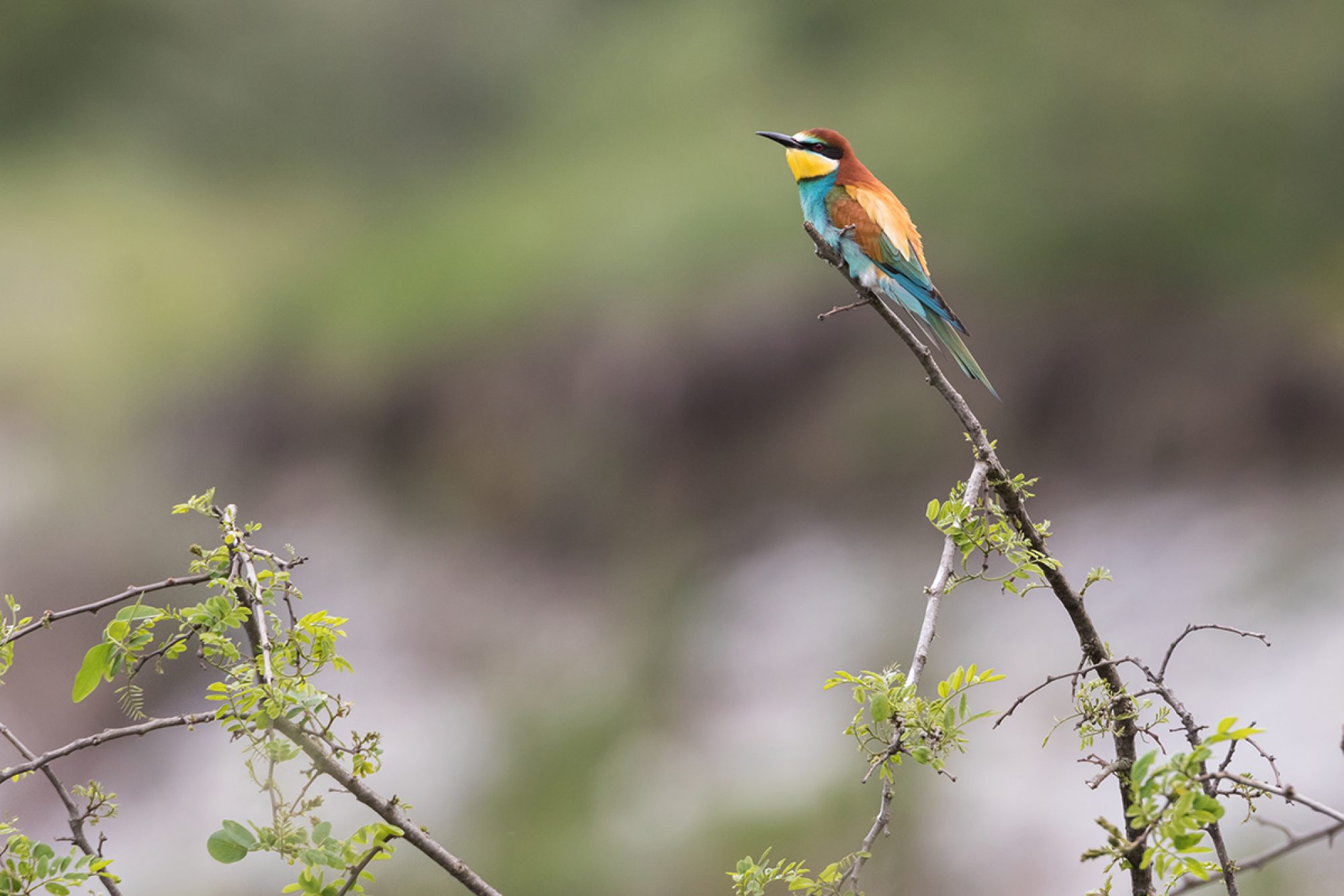 Gruccione (Merops apiaster)