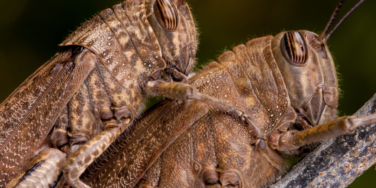 Locusta egiziana (Anacridium aegyptium)