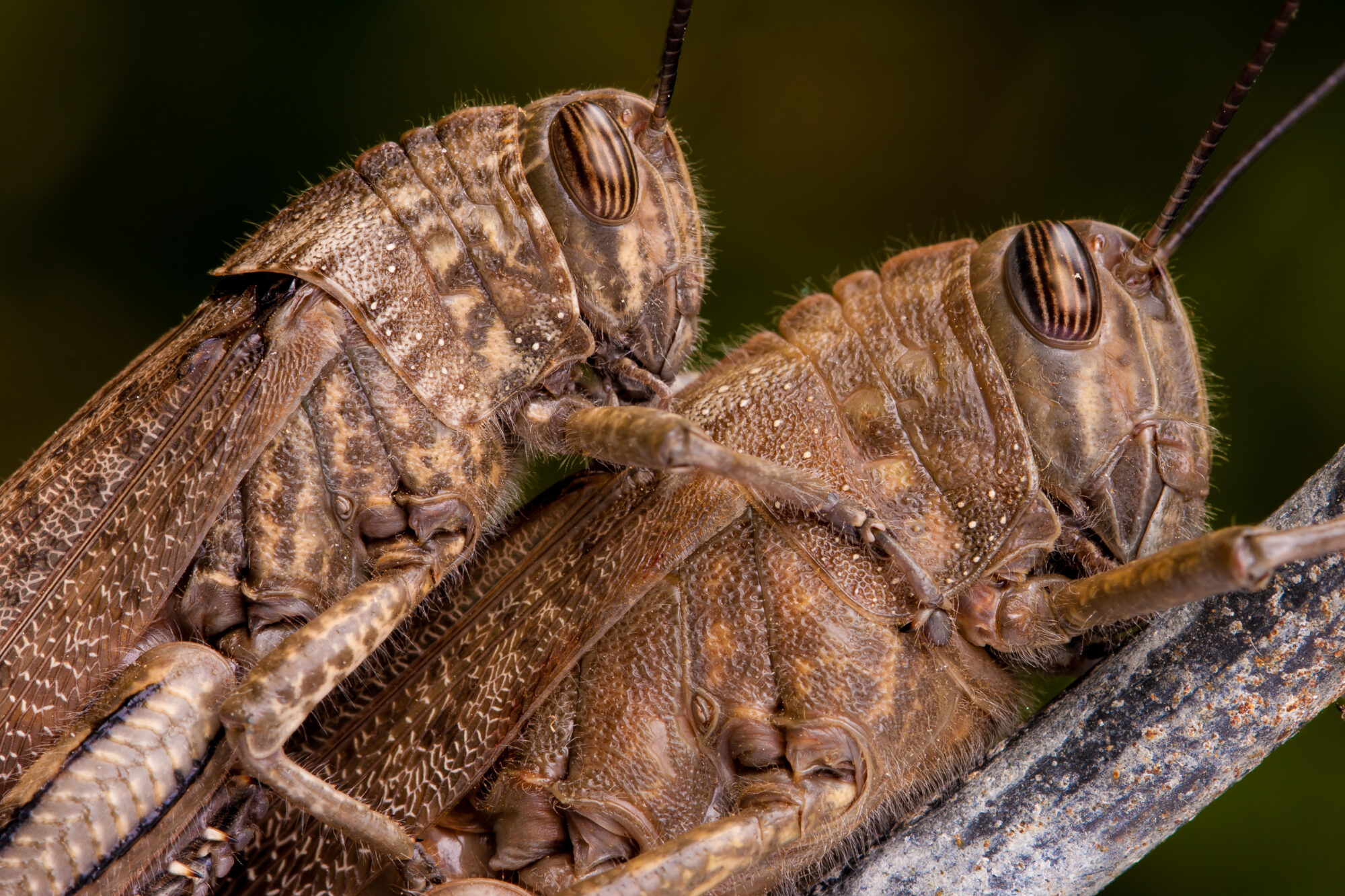 Locusta egiziana (Anacridium aegyptium)