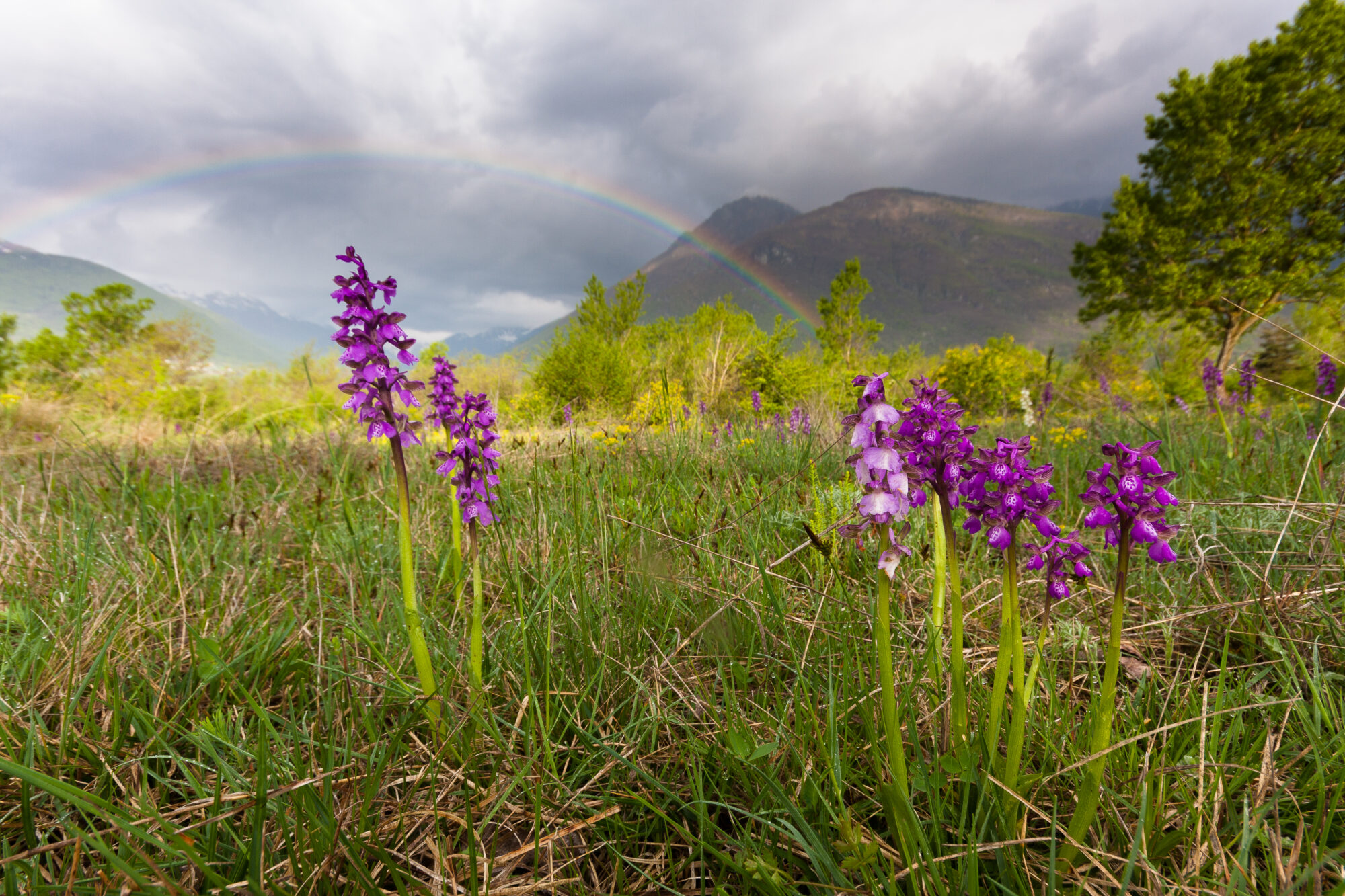 Orchide minore (Anacamptis morio)