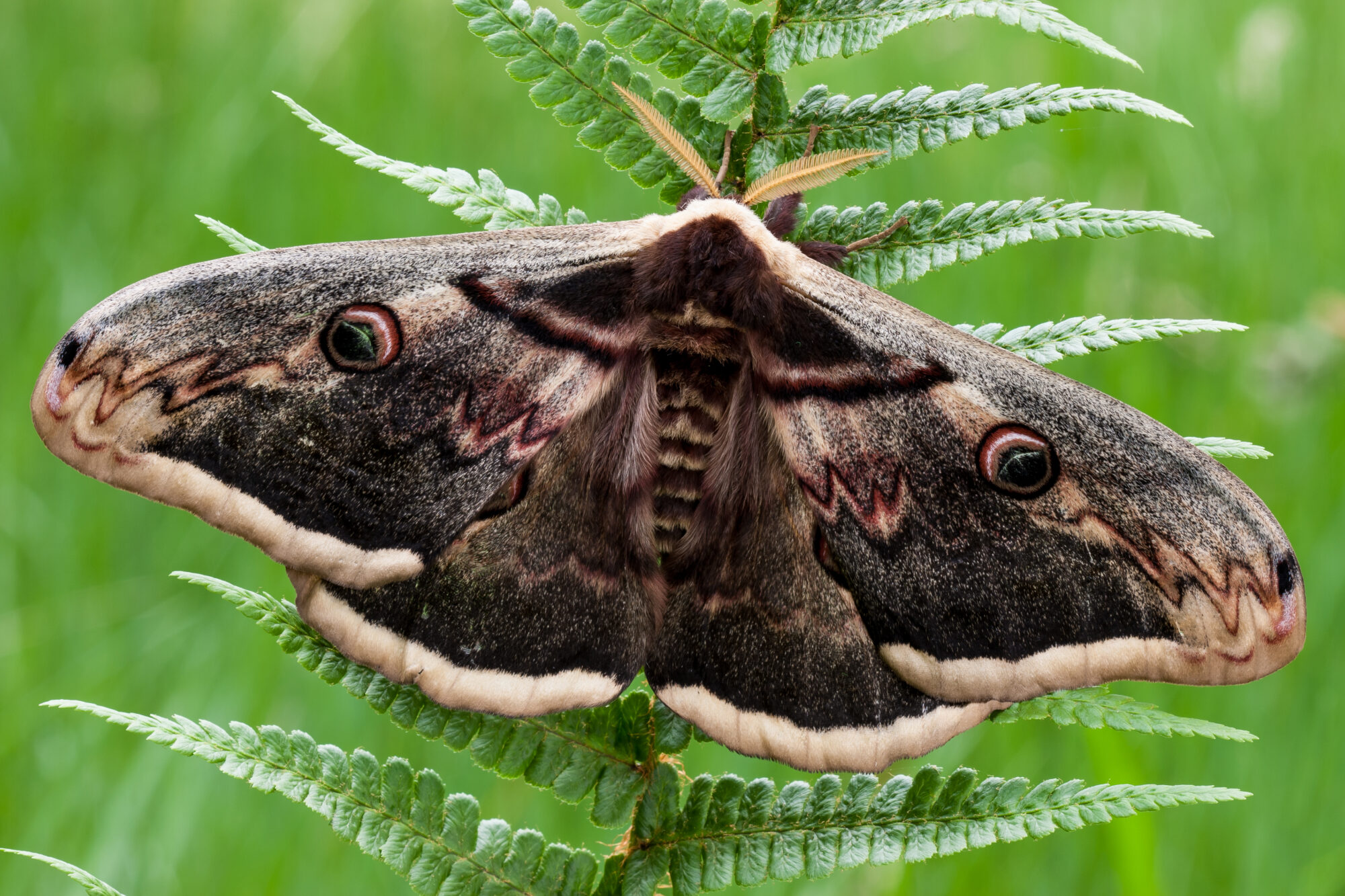 Pavonia maggiore (Saturnia pyri)