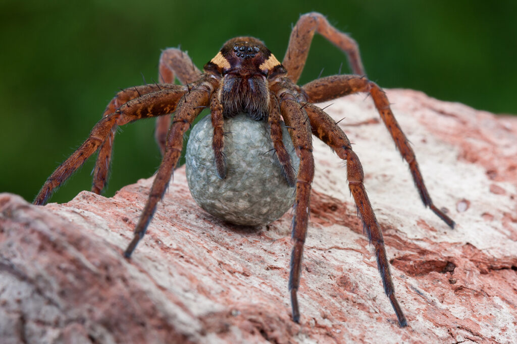 Ragno pescatore (Dolomedes fimbriatus)