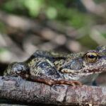 Rana montana (Rana temporaria)