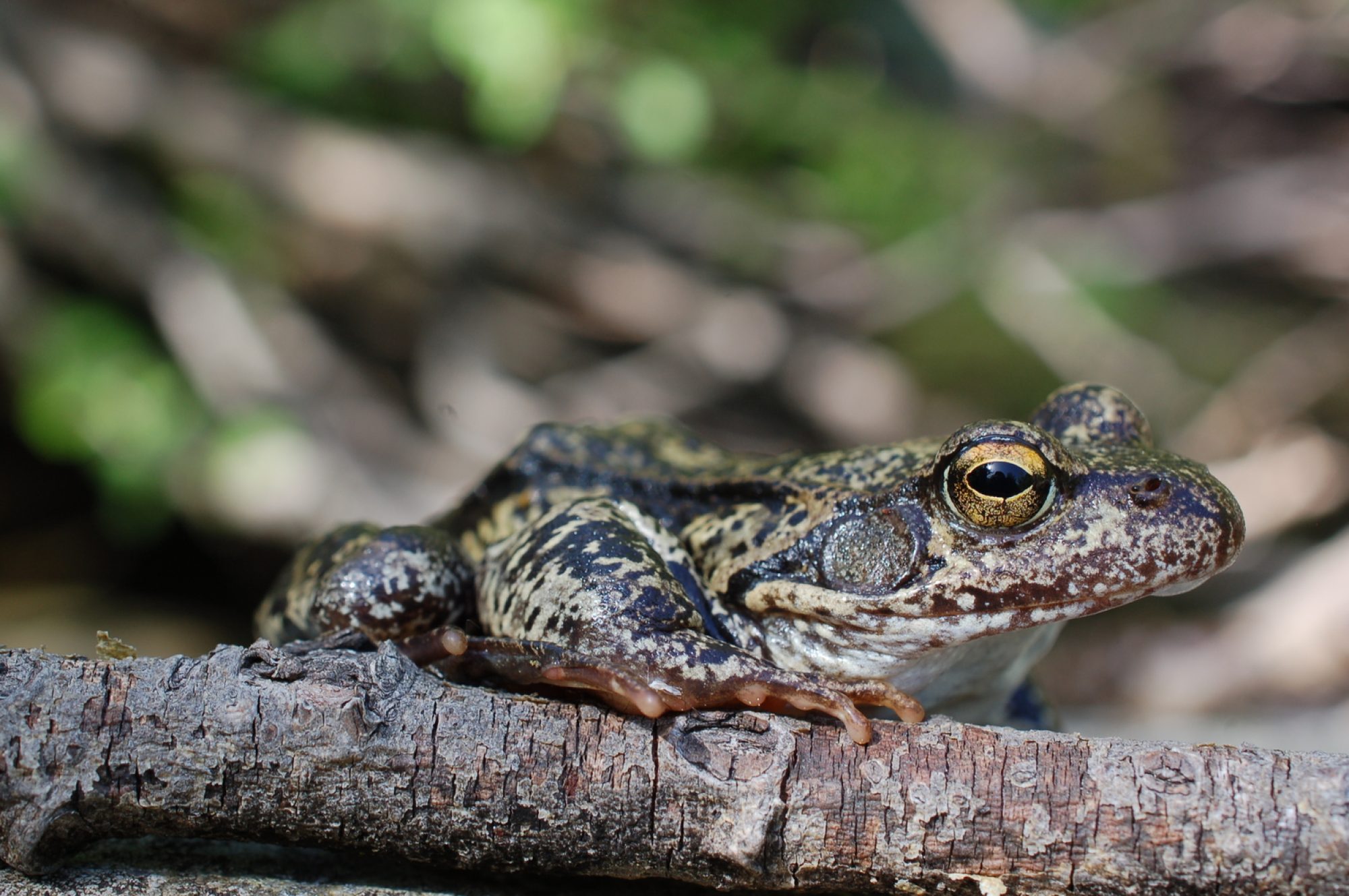 Rana montana (Rana temporaria)