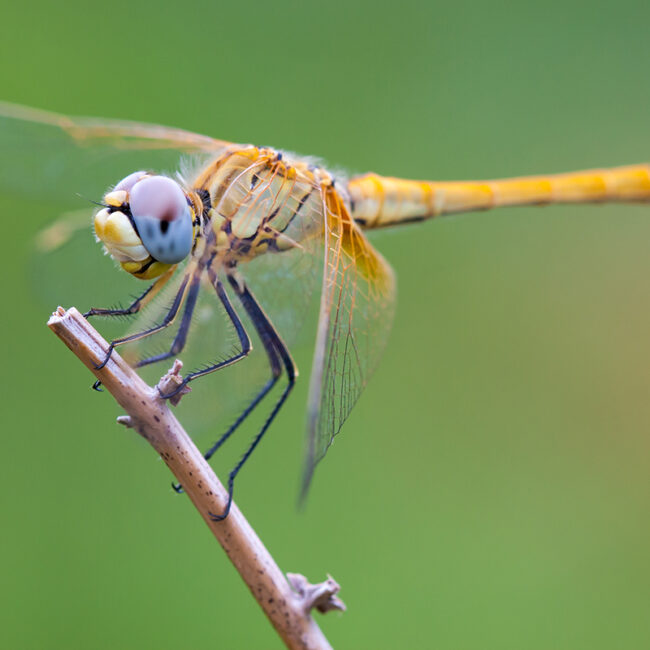 Sympetrum fonscolombii