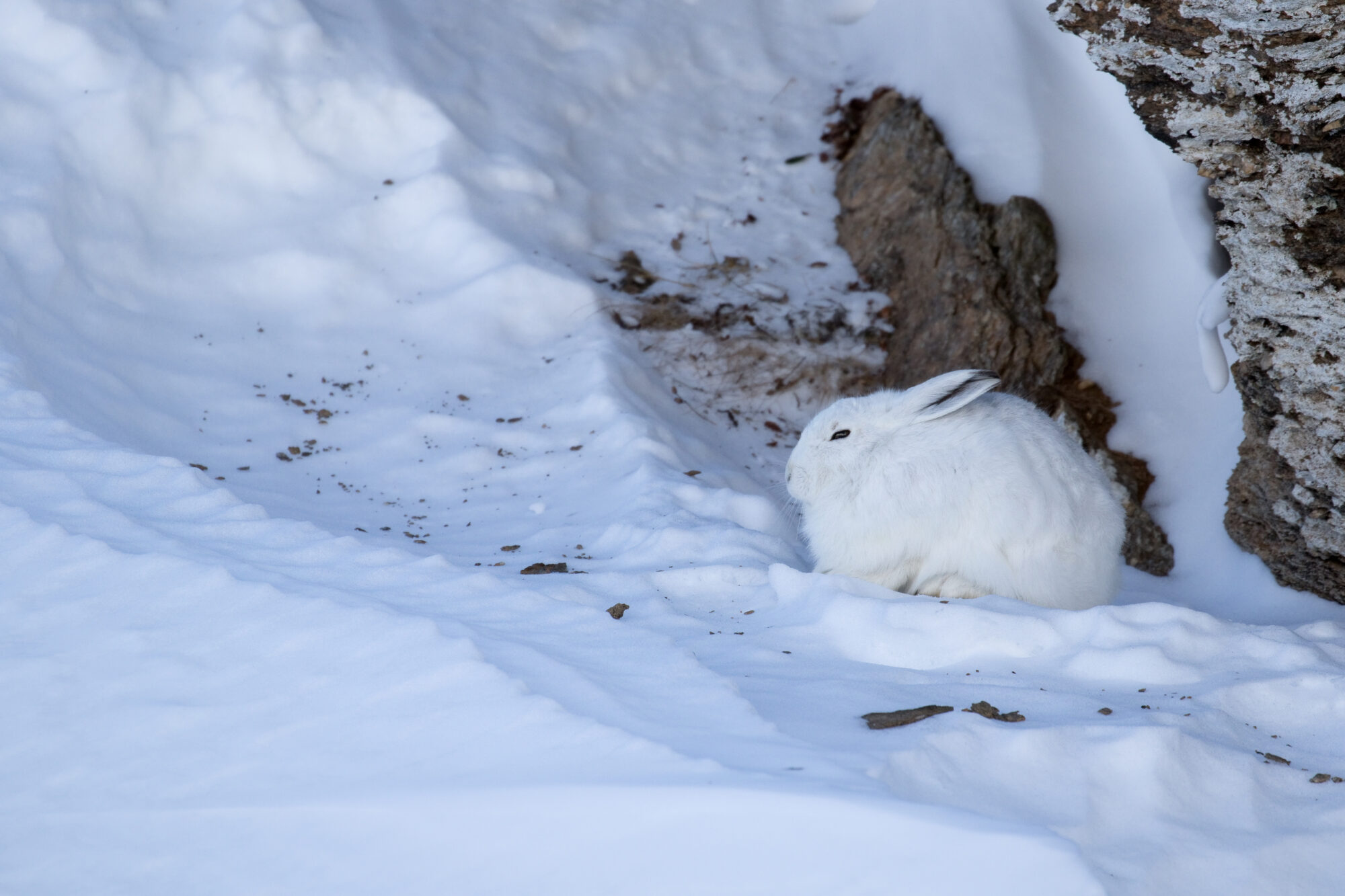 Lepre variabile (Lepus timidus)