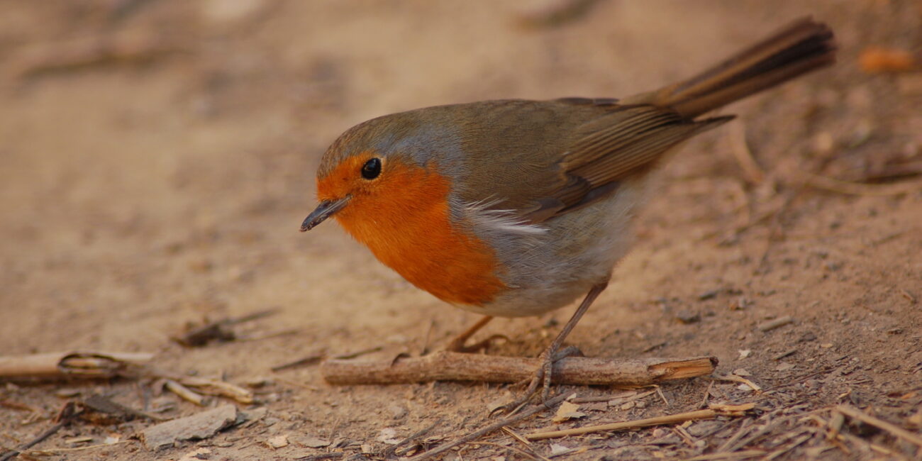 Pettirosso (Erithacus rubecula)