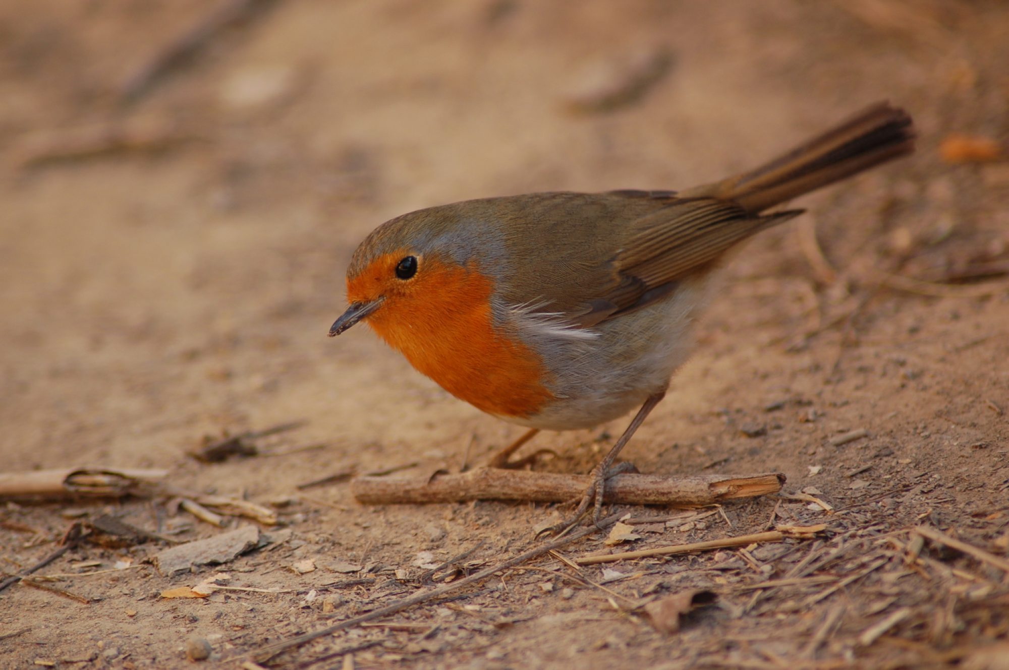 Pettirosso (Erithacus rubecula)