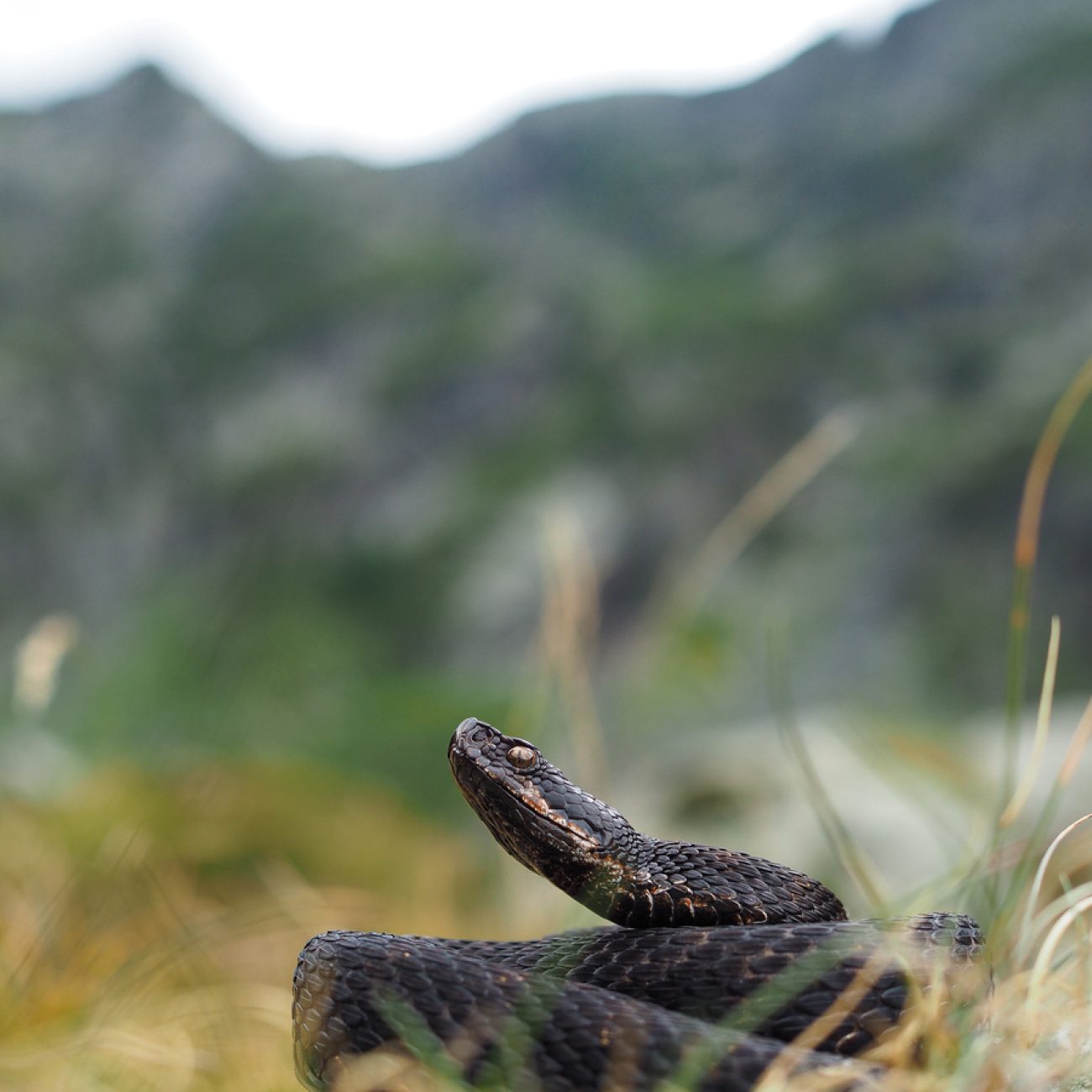 Vipera comune (Vipera aspis)