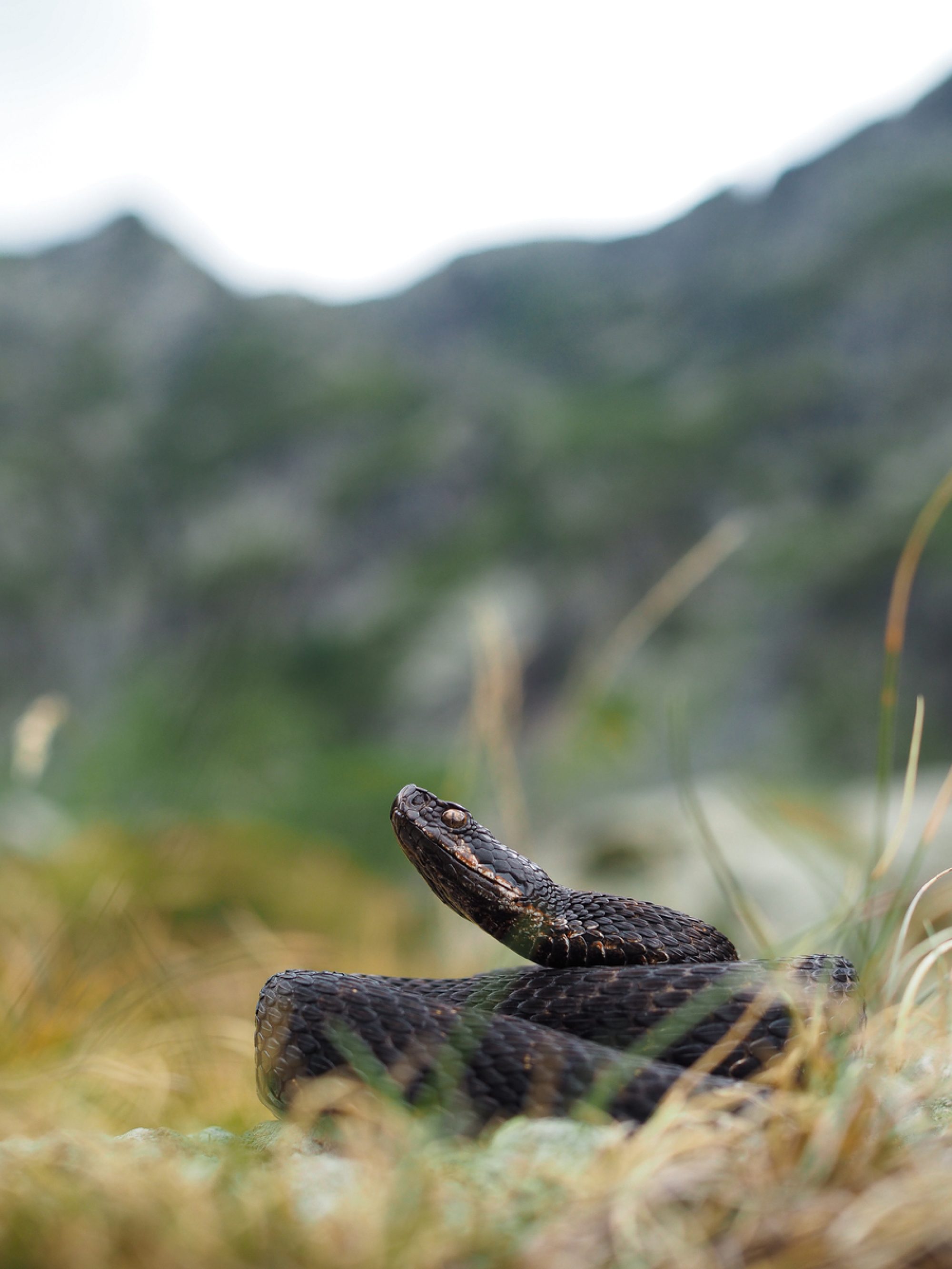 Vipera comune (Vipera aspis)